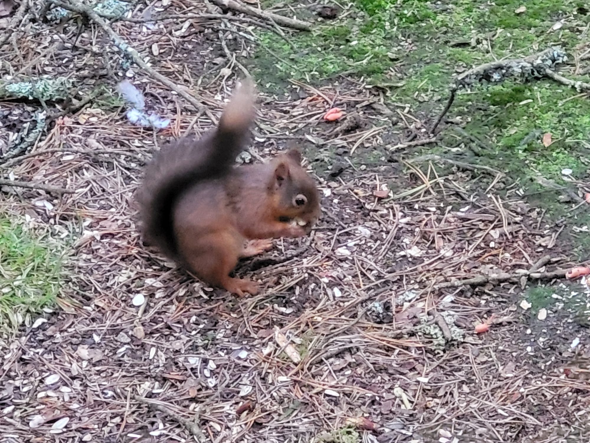 A small brown squirrel standing on a tree stump in a forest, holding a nut with greenery in the background.